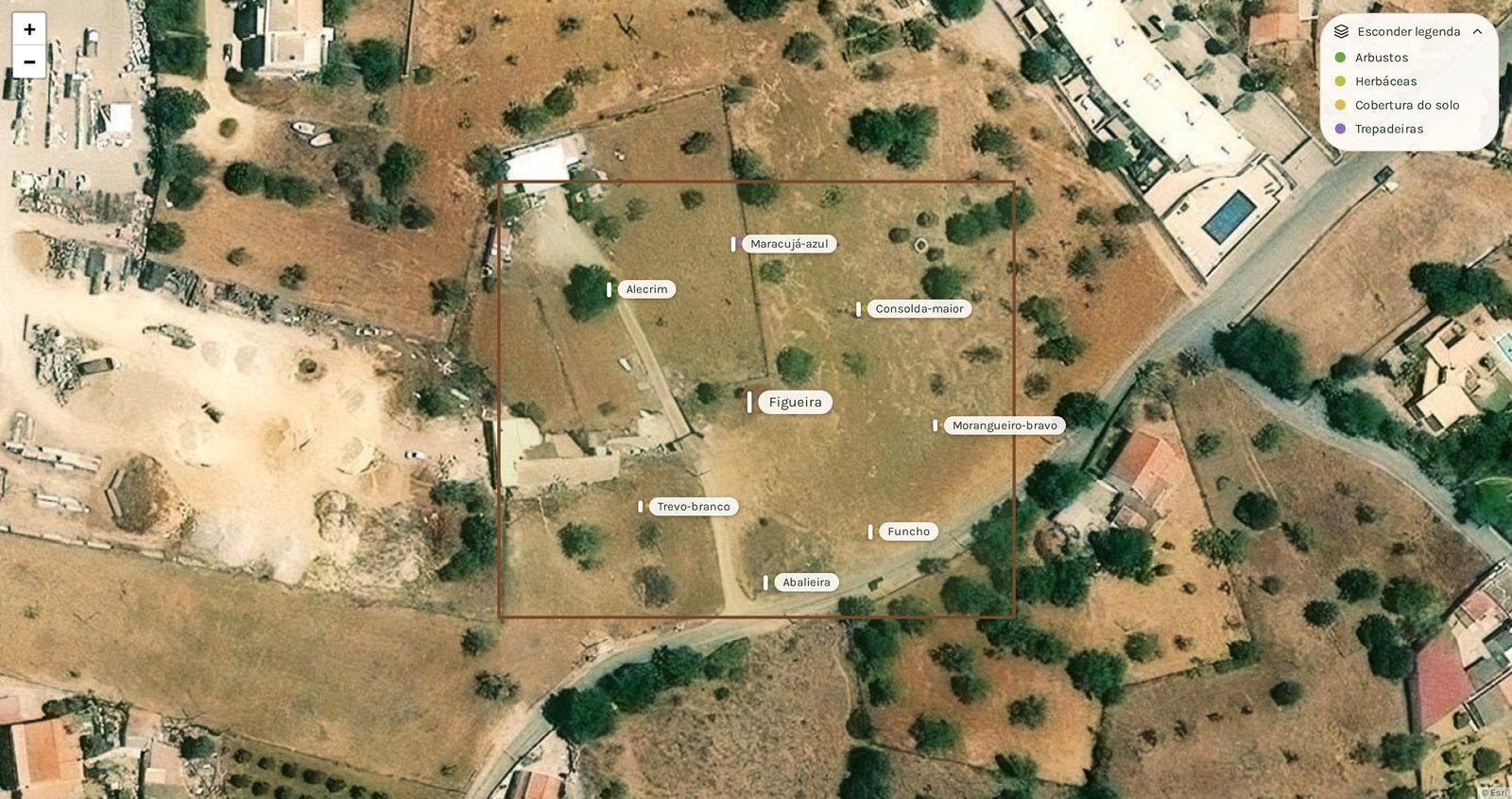 Vista de satélite de um terreno no Algarve com o limite desenhado e as plantas do consórcio colocadas e identificadas: figueira ao centro, alecrim, consolda-maior, trevo-branco, funcho, morangueiro-bravo, maracujá-azul e abalieira.